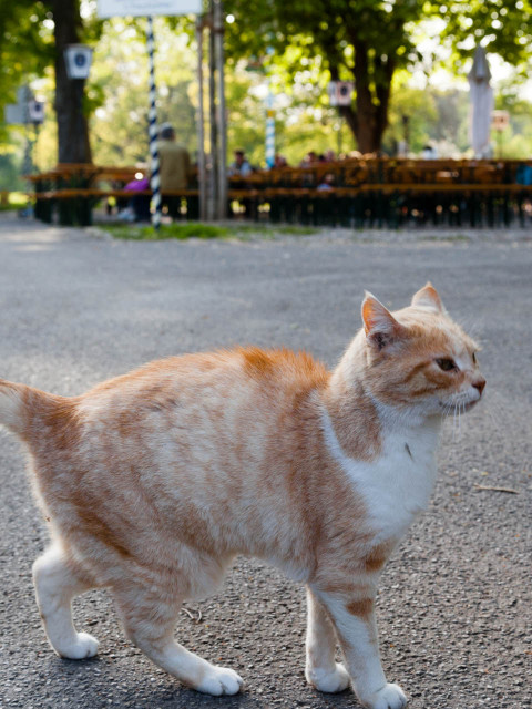 Schlösselgarten und Hauskatze